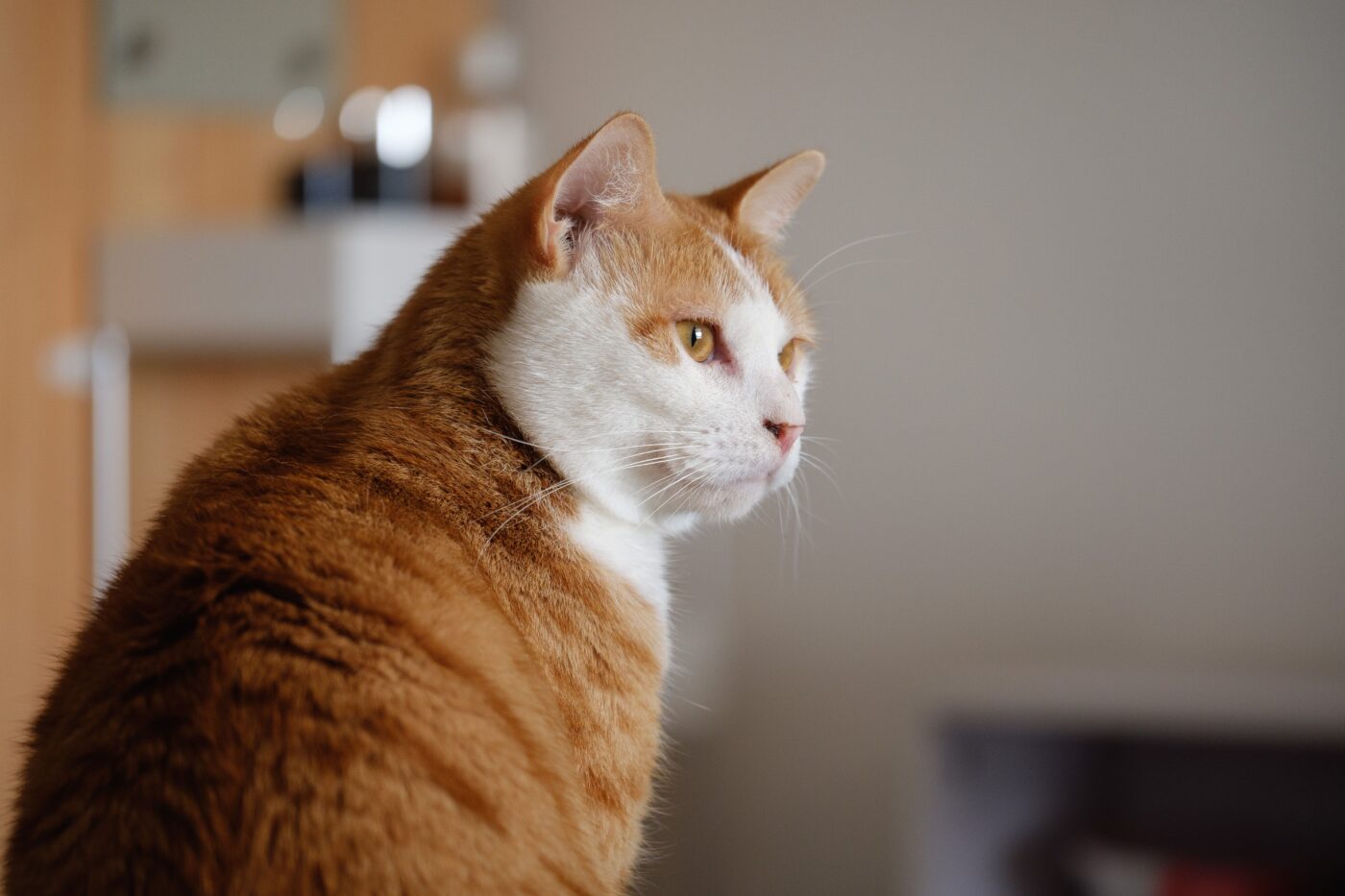 A calm cat resting comfortably on the floor beside a closed bathroom door.