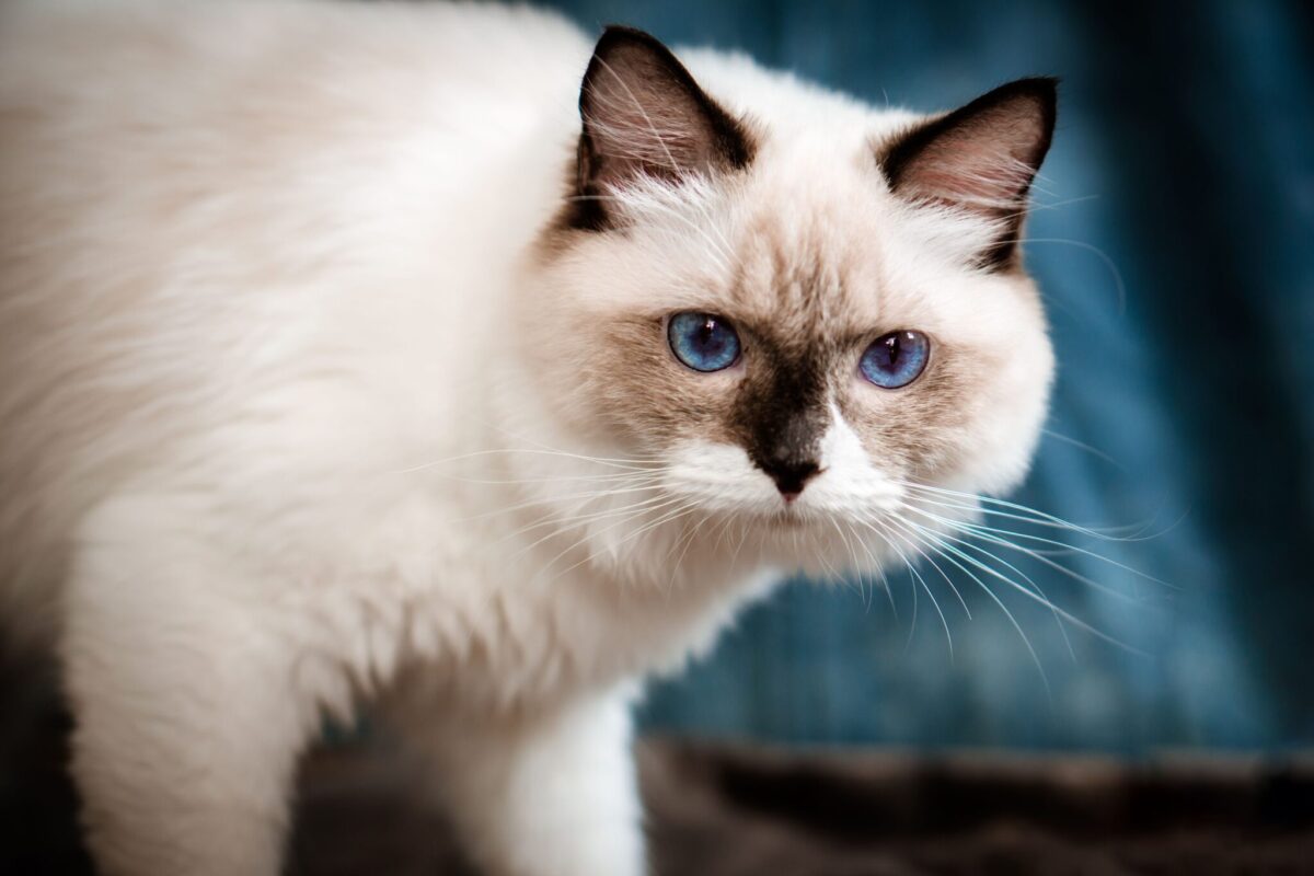 A curious cat following their human toward the bathroom, determined to stay close and investigate where they are going.