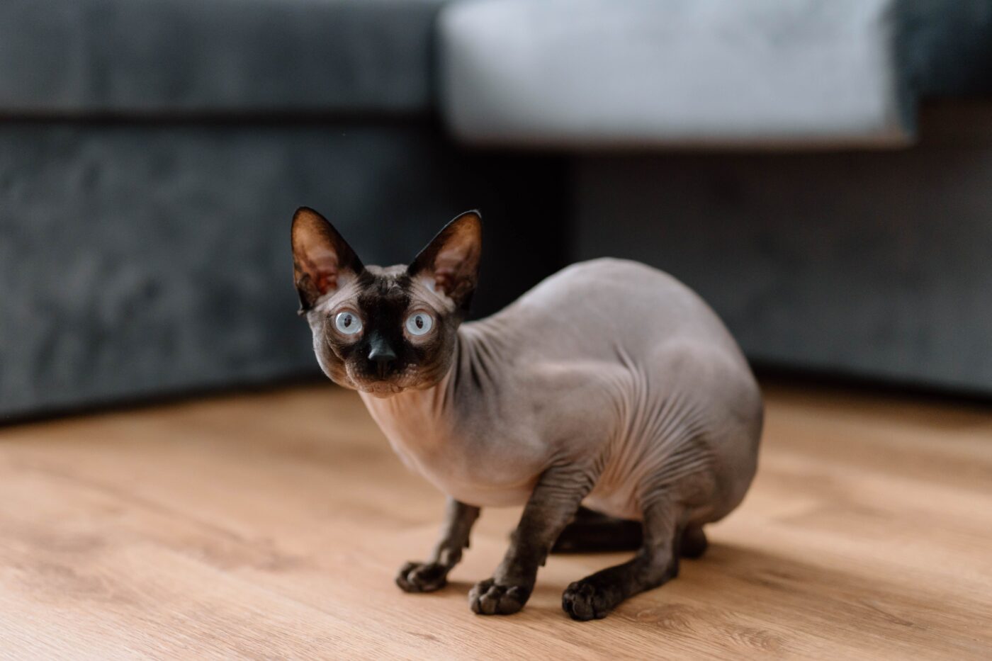 A Sphynx cat looking directly toward someone with their mouth open during an expressive meow.