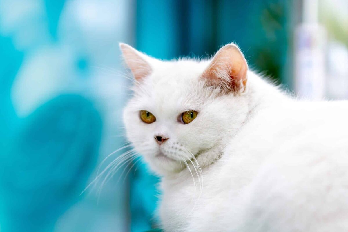 An elegant Turkish Angora with a silky white coat, plumed tail, and graceful slender body.