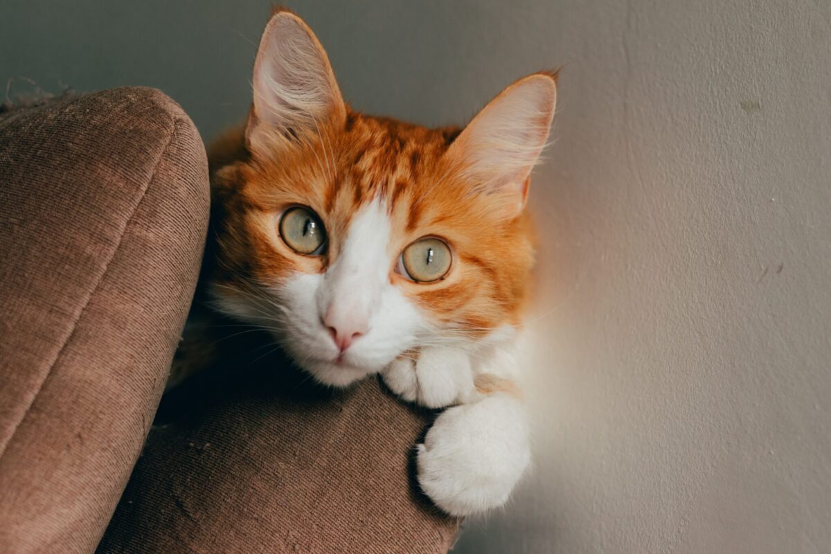 A calm cat sitting closely beside their human while seeking quiet reassurance.