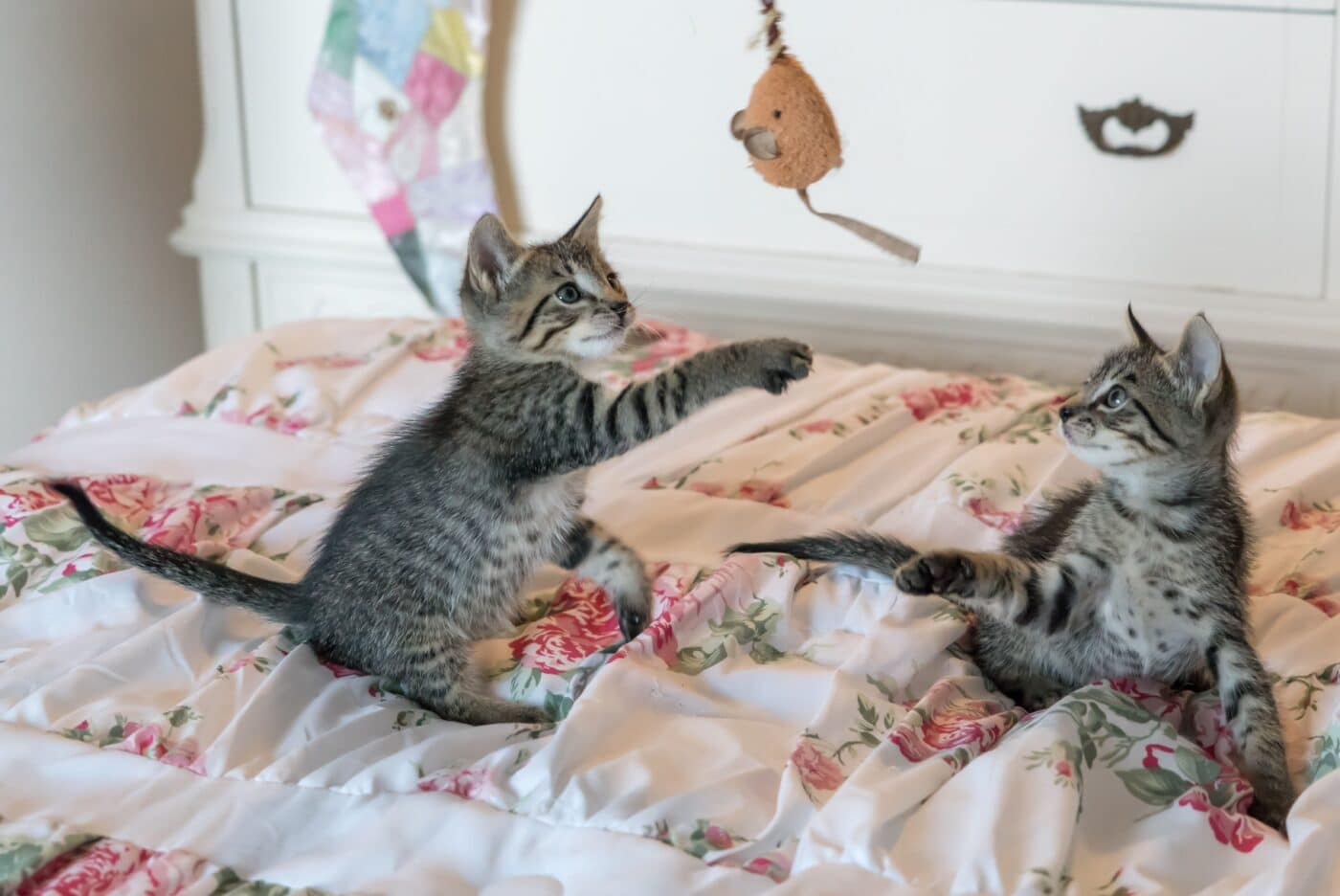 A relaxed cat resting comfortably at home with peaceful body language that shows they feel safe and secure.
