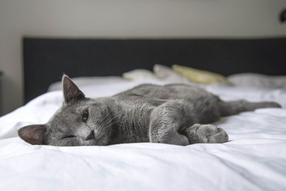 A peaceful cat sleeping comfortably beside their human with a loose, relaxed posture.
