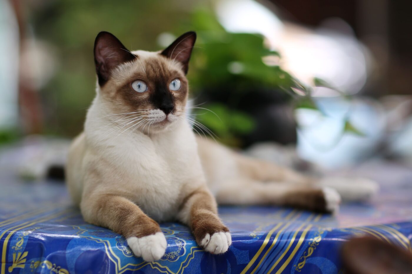 A Siamese Cat looking upward with bright blue eyes and their mouth open as if vocalizing.