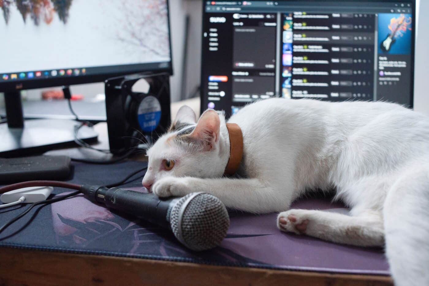 A playful cat standing on a laptop keyboard while investigating the keys beneath their paws.