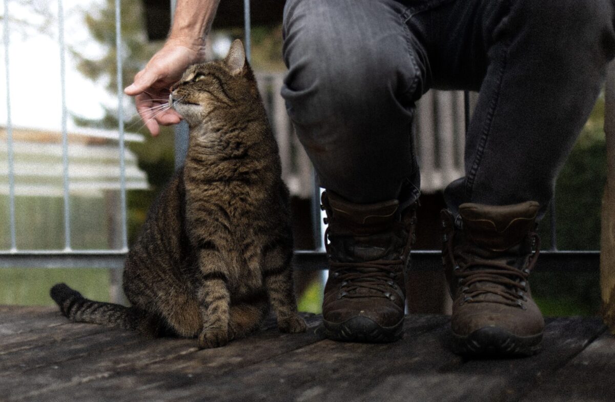 A calm cat resting near their trusted human with loose, comfortable body language.