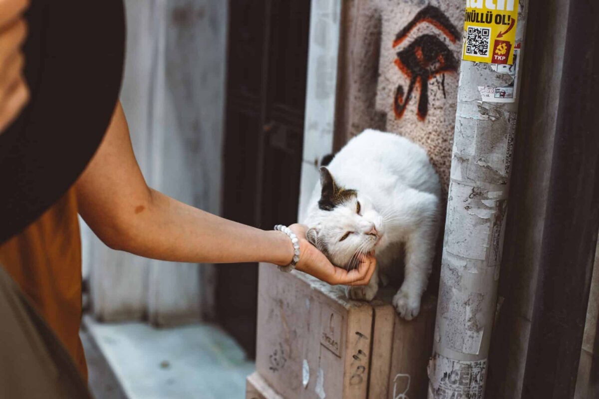 A content cat gently rubbing their cheek against a familiar person's hand.