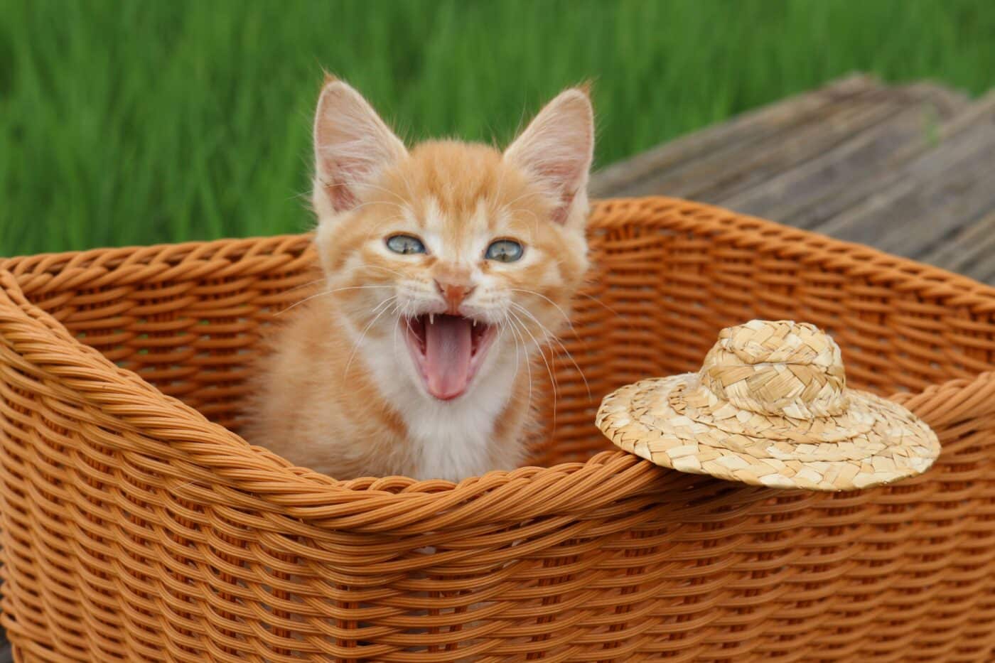 A vocal orange cat looking upward with their mouth open as if meowing for attention.