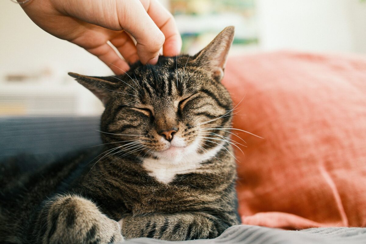 A relaxed cat enjoying gentle petting around the head while remaining comfortable and at ease.