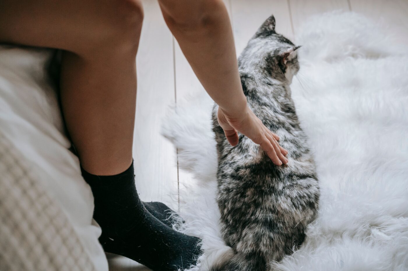 A calm cat sitting close to their person with their back turned and posture completely relaxed.