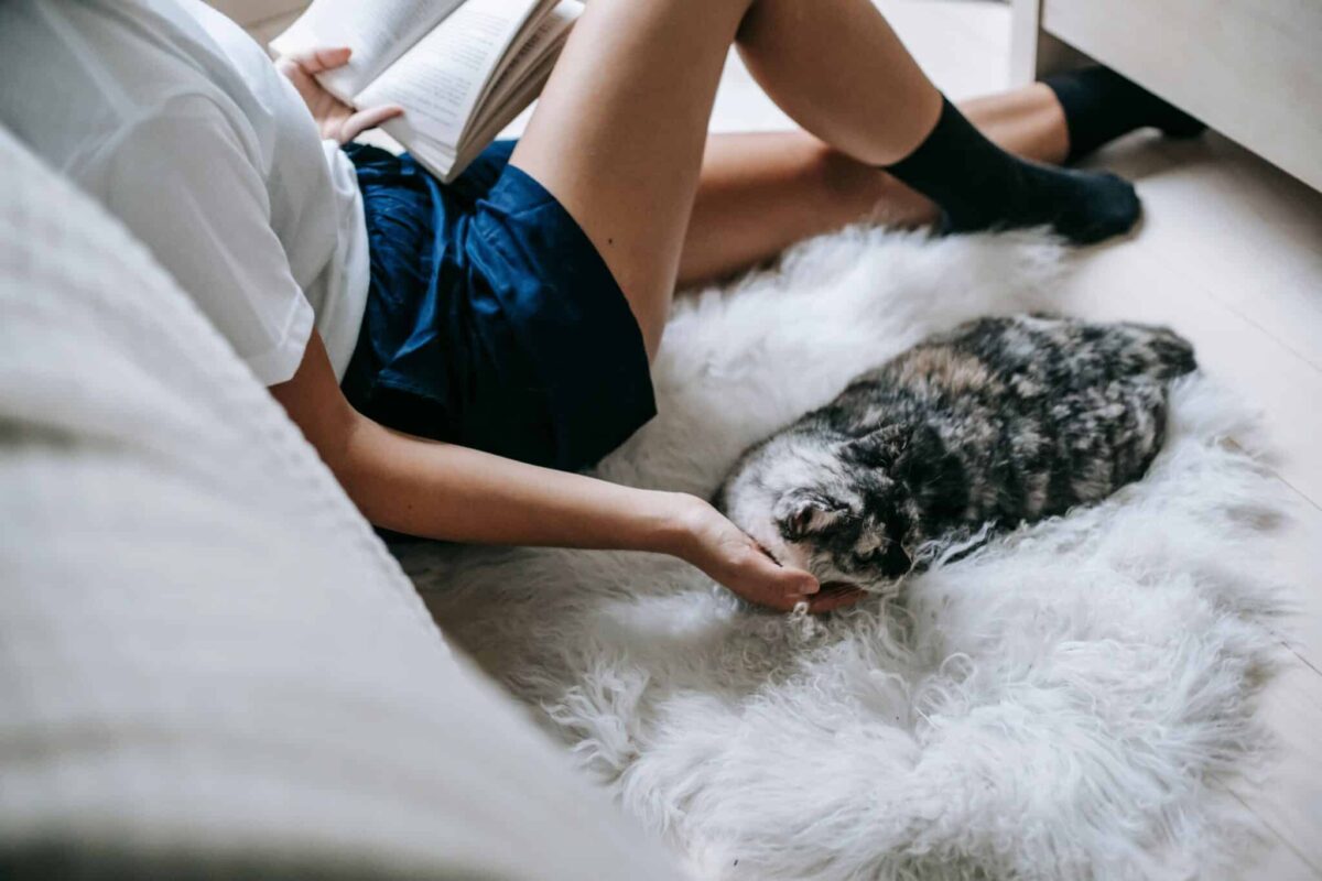 A content cat resting peacefully beside their human while enjoying quiet companionship.