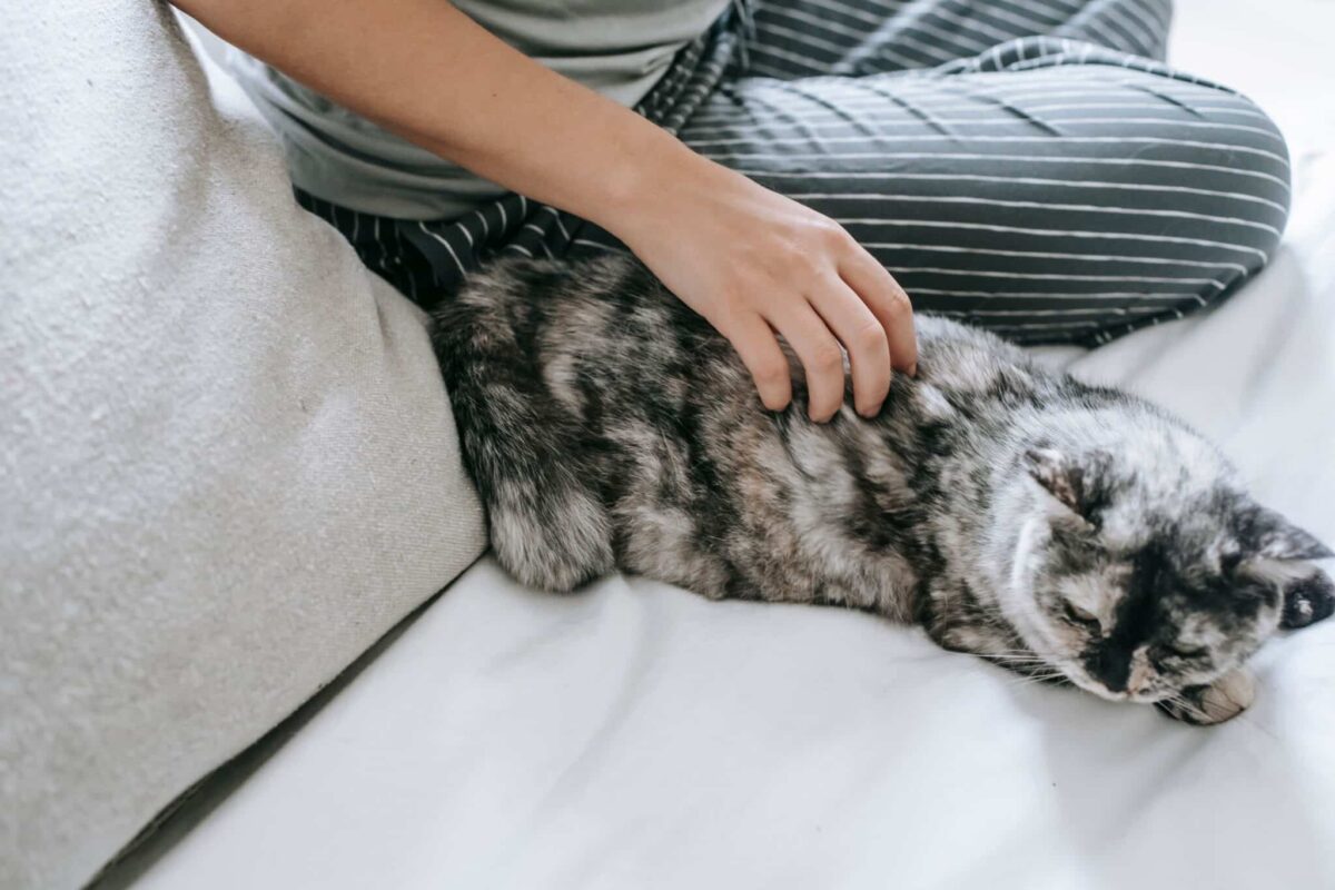 A content cat gently kneading their human's lap with relaxed paws and softly closed eyes.