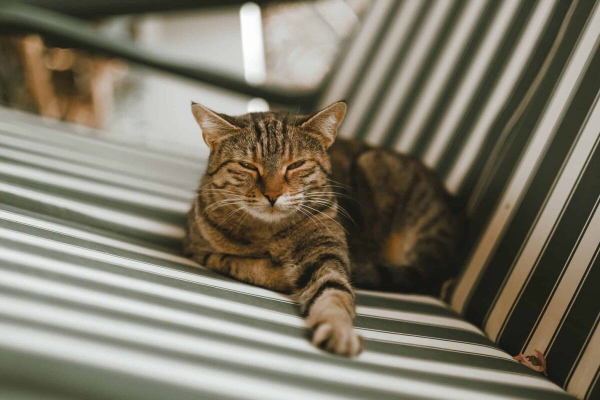A relaxed cat looking toward their person with softly narrowed eyes during a slow blink.