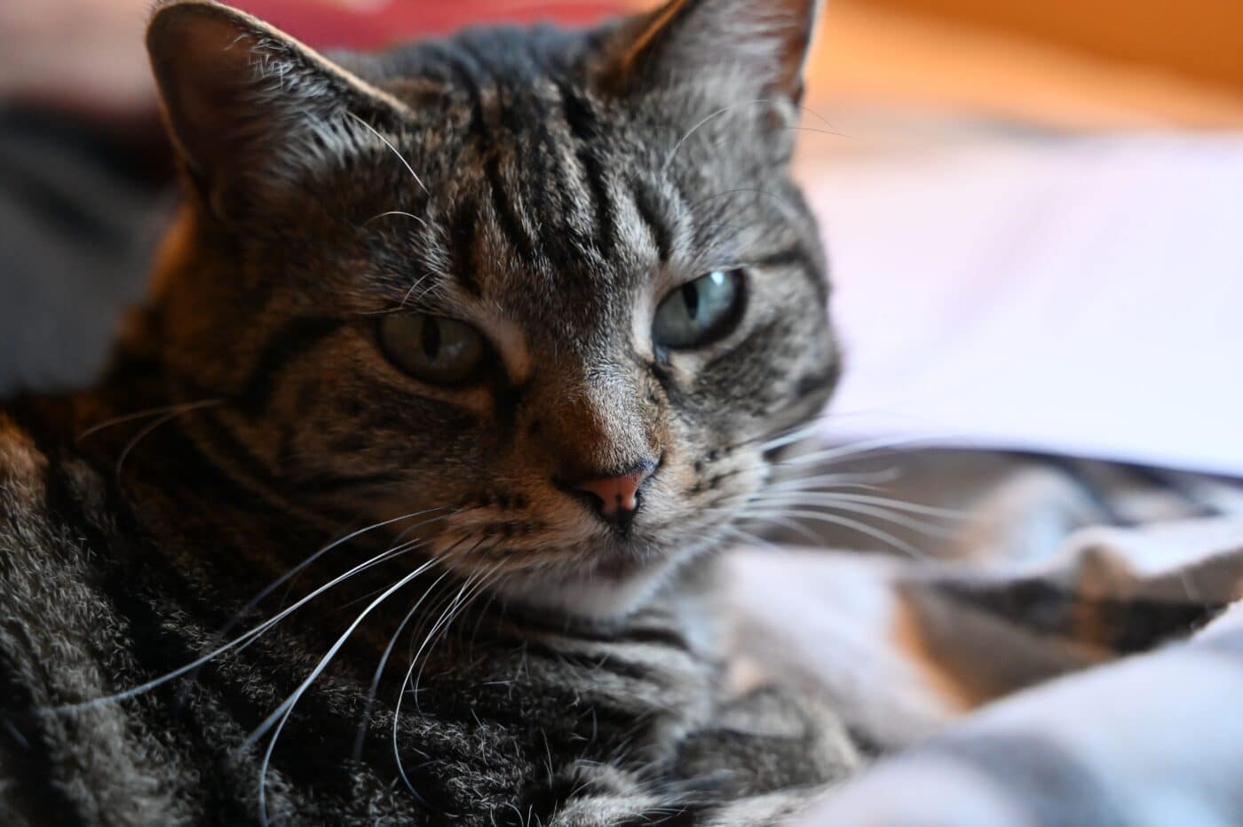 A relaxed cat lying across a warm laptop keyboard with their paws tucked comfortably beneath their body.
