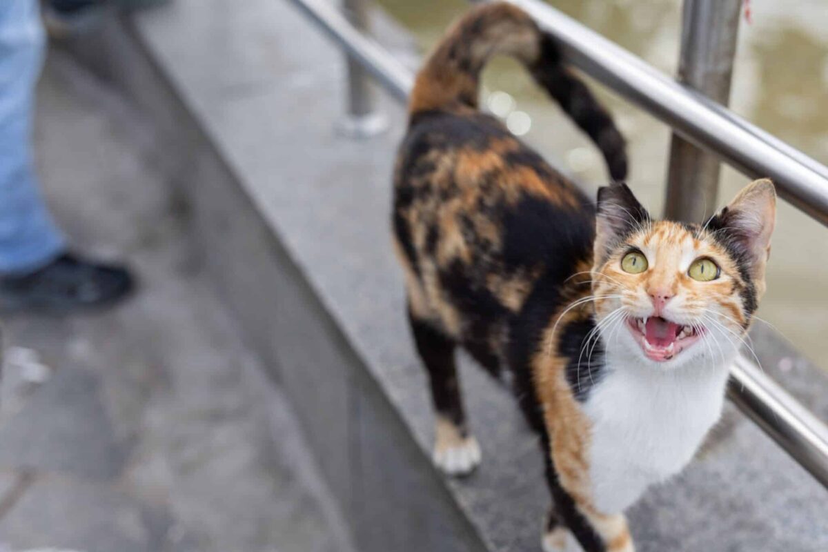 A social cat approaching their human with an upright tail during a familiar greeting.