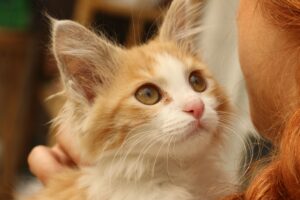 PetWireDaily — 11 Reasons Your Cat Gives You The Slow Blink