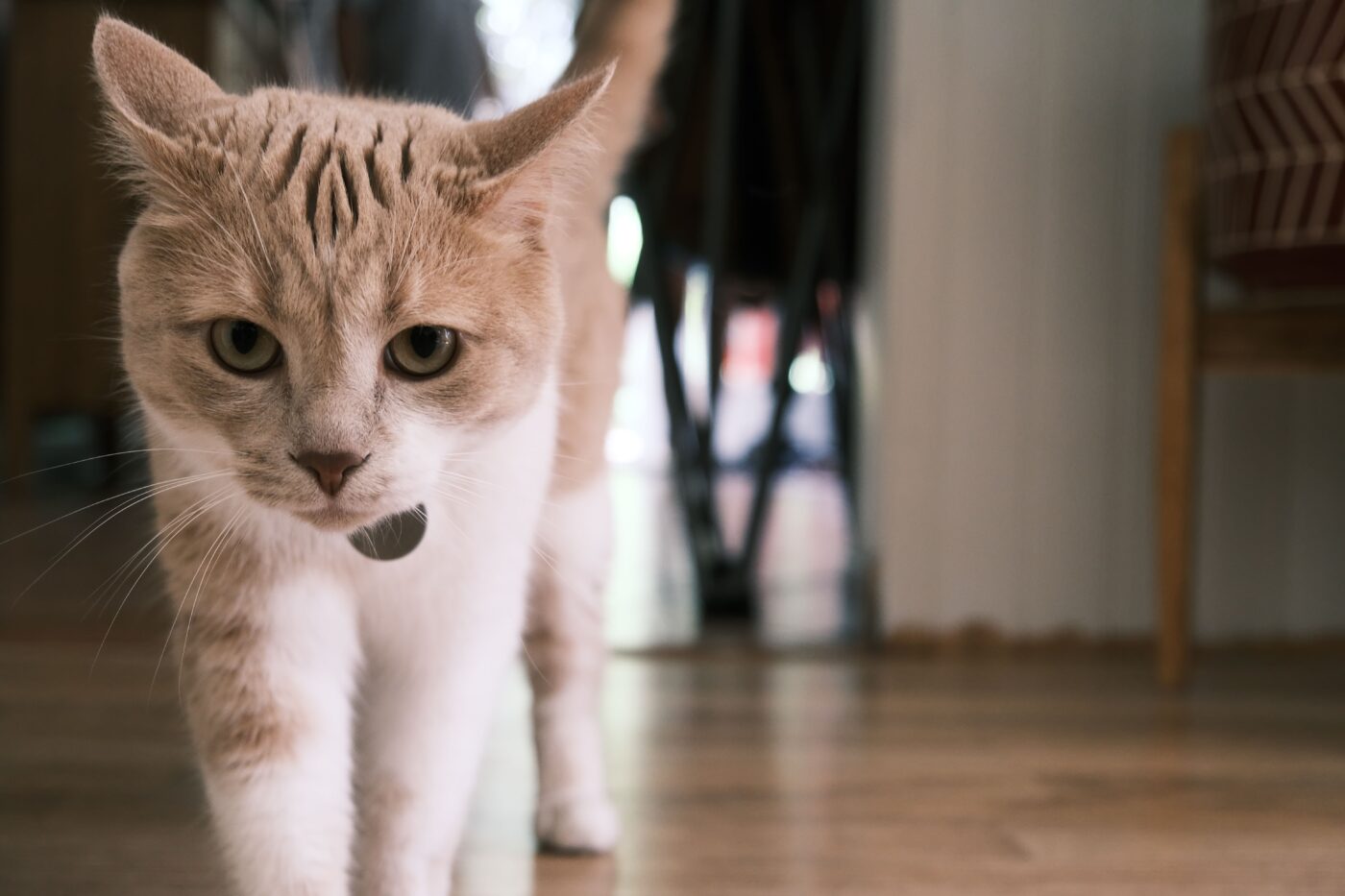 A curious cat walking closely behind their human through the home.