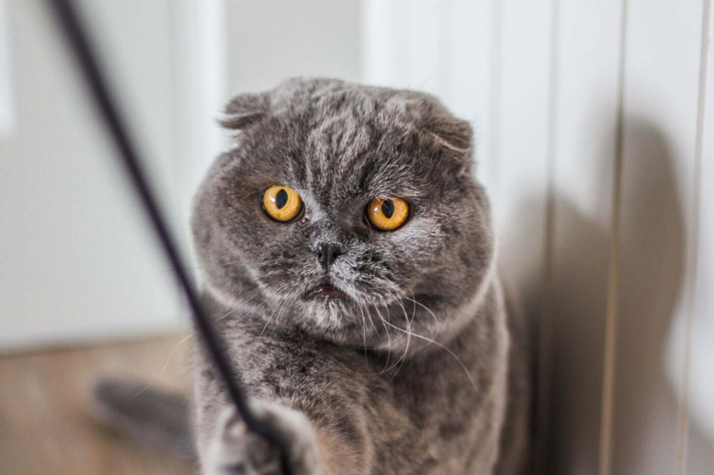 A playful cat staring intently at a toy with wide pupils and an alert, energetic posture.