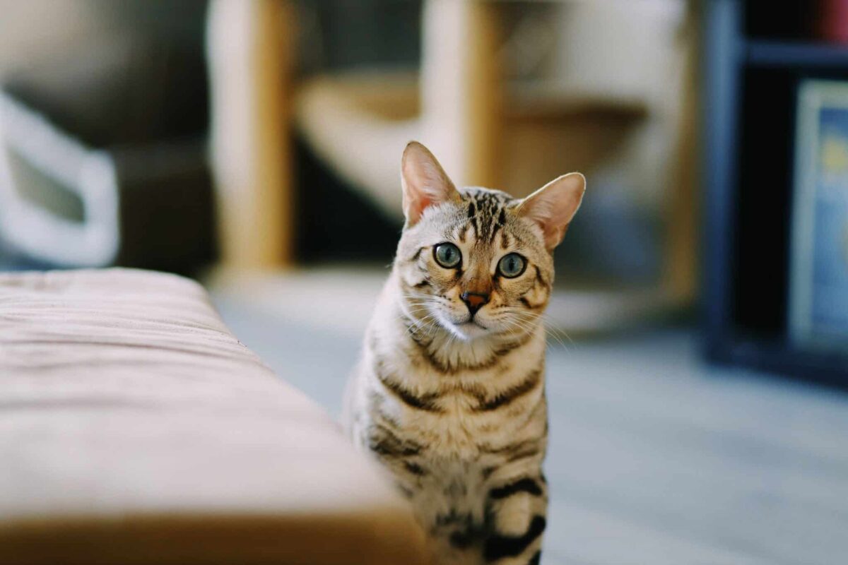 An energetic Bengal Cat investigating an open bathroom doorway with focused curiosity.