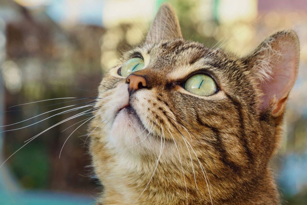 An expressive cat looking up attentively while vocalizing toward their human.