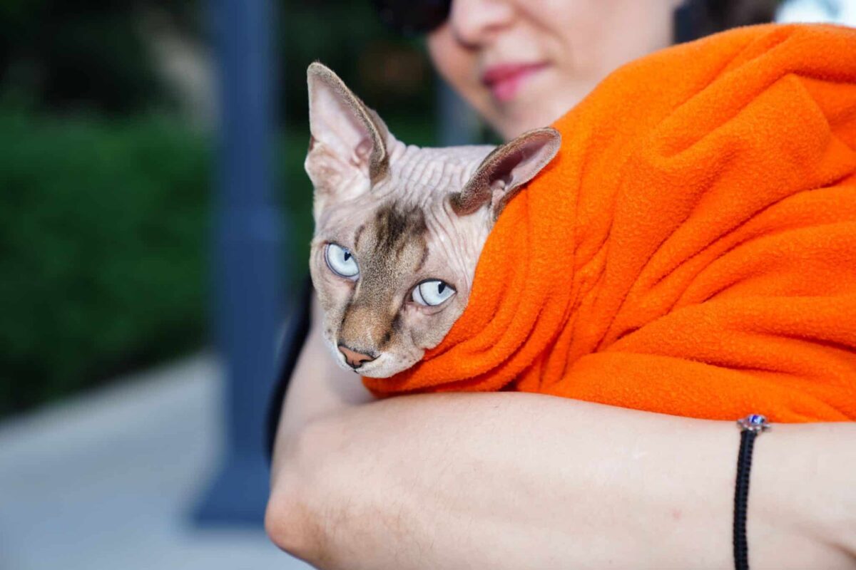 A Sphynx Cat sitting upright with large ears, prominent cheekbones, and smooth hairless-looking skin.