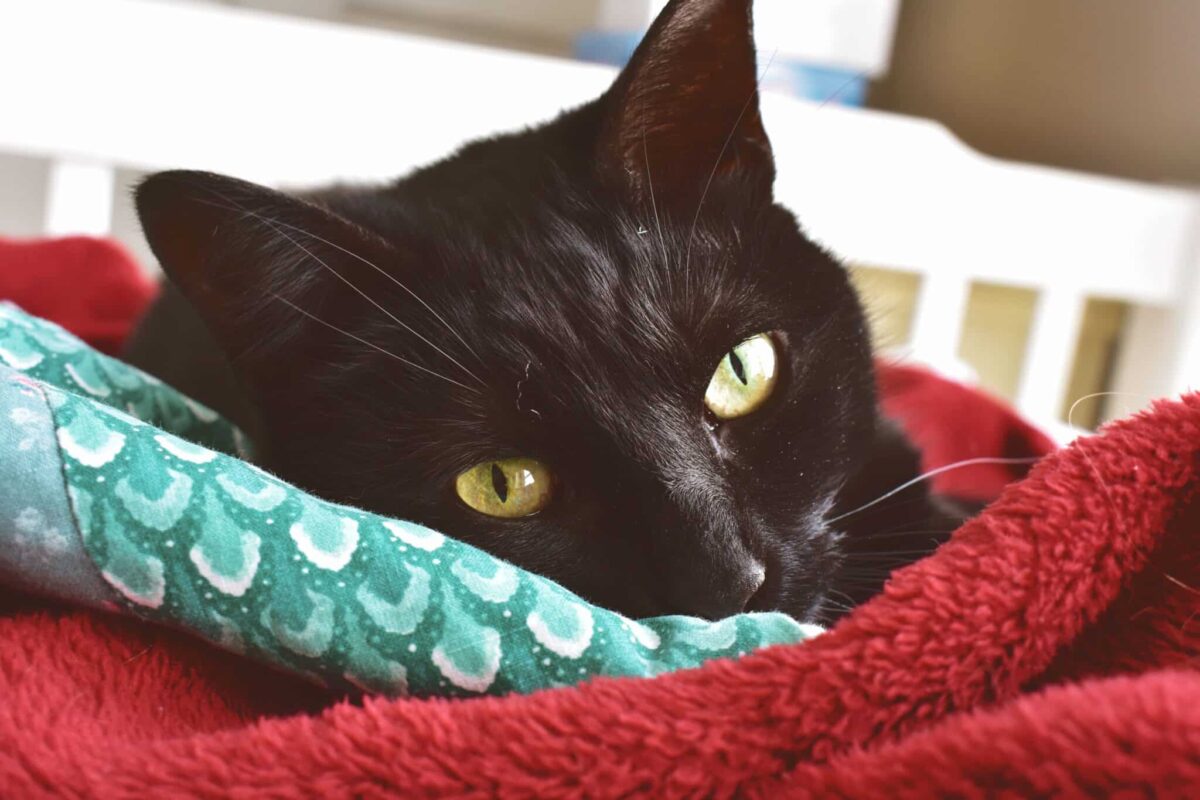 A peaceful cat resting with their face nestled against a familiar shirt.