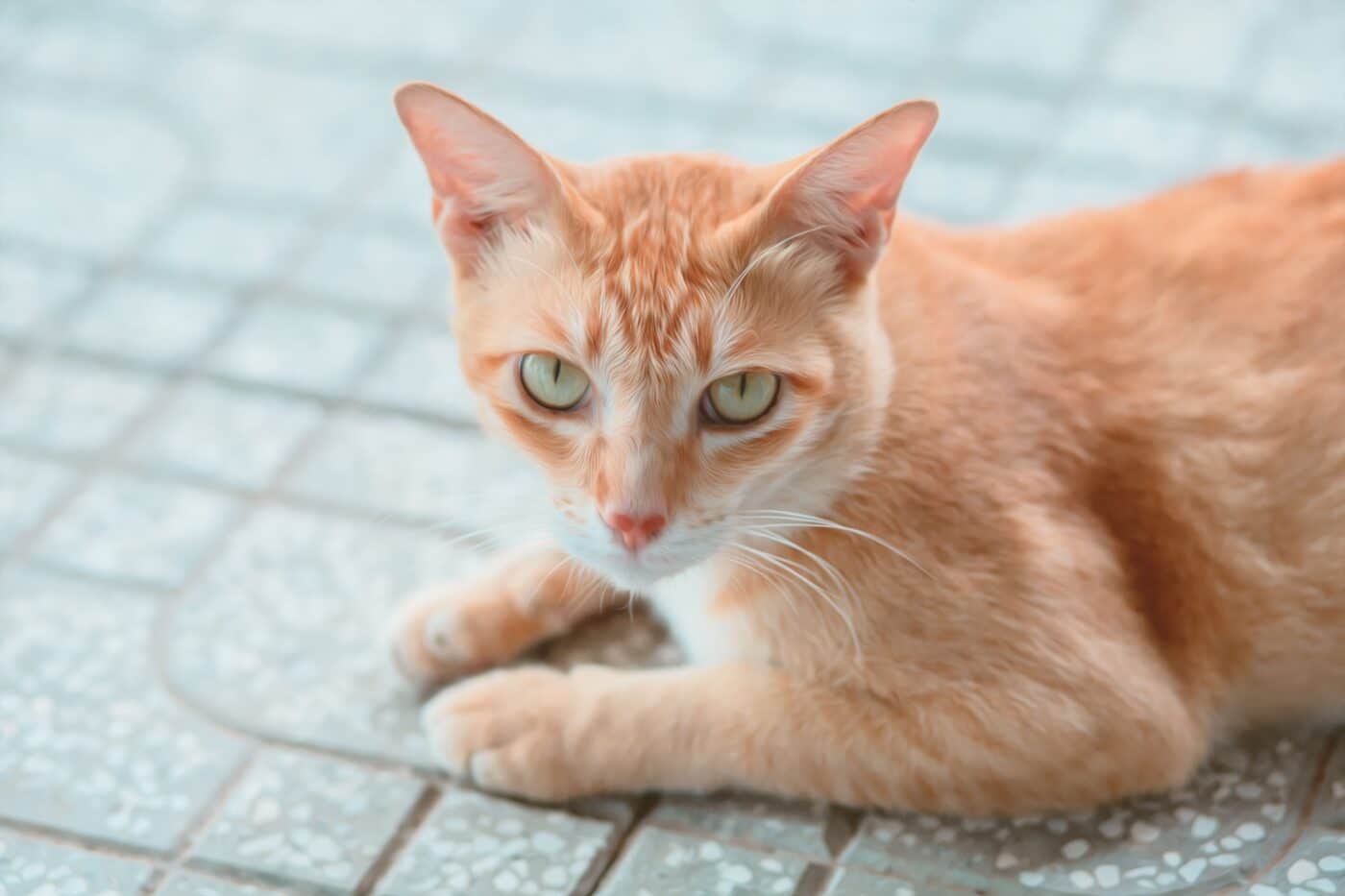 An alert cat sitting nearby and gazing steadily toward their human with bright, focused eyes.