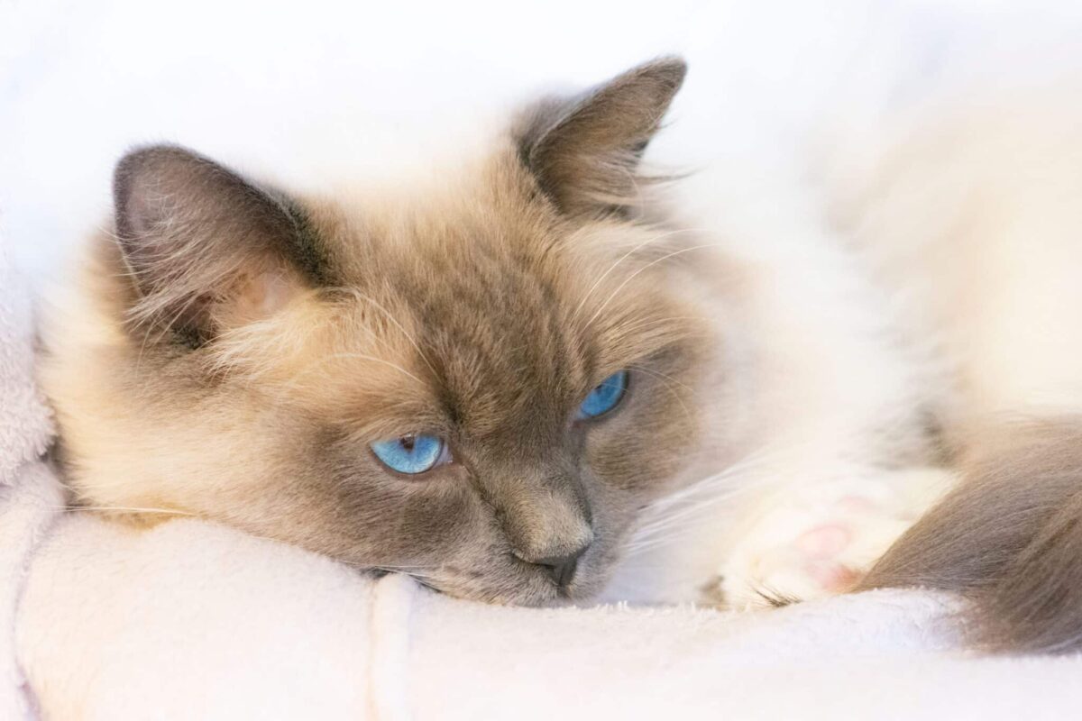 A comfortable cat resting on a sofa with relaxed ears and slowly closing eyes.