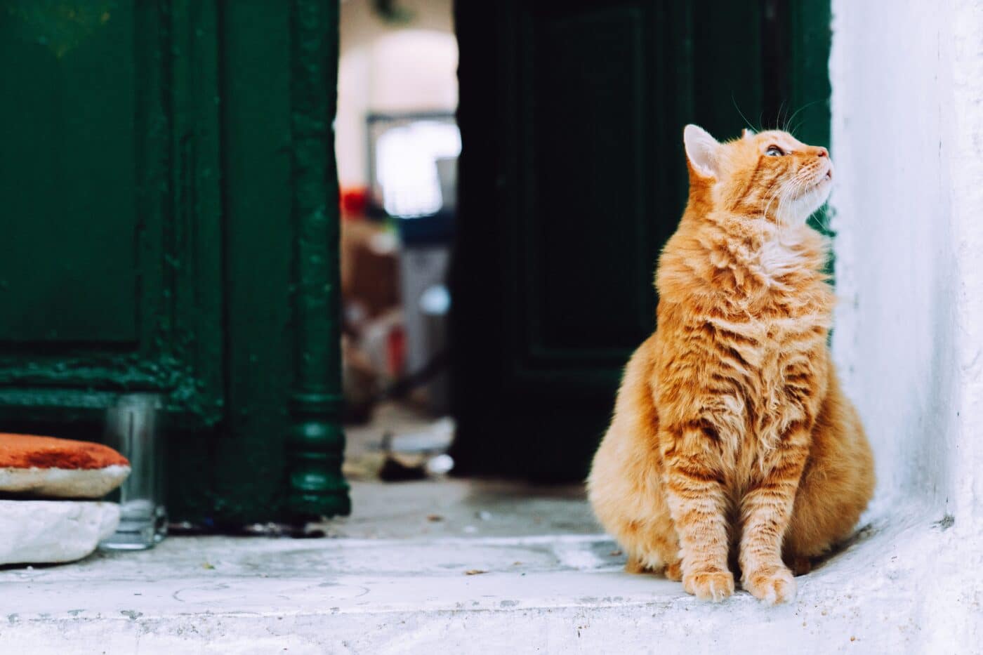 A curious cat standing near a bathroom sink and looking attentively toward the faucet.