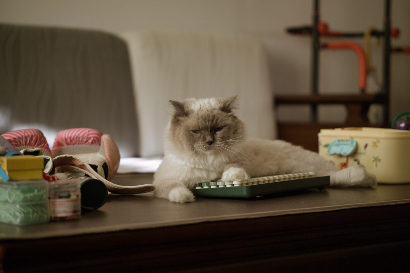 A patient cat sitting beside an open laptop as though waiting for a familiar daily routine to begin.