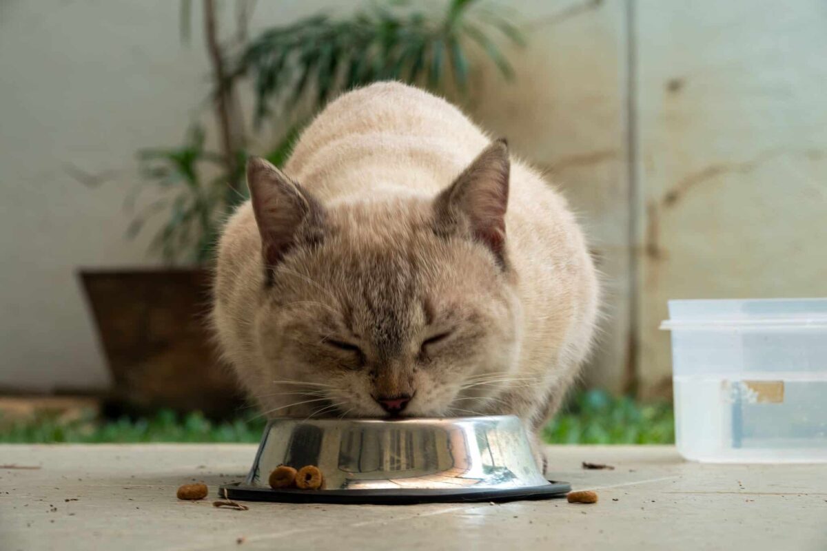 A comfortable cat eating calmly while following their familiar daily routine.