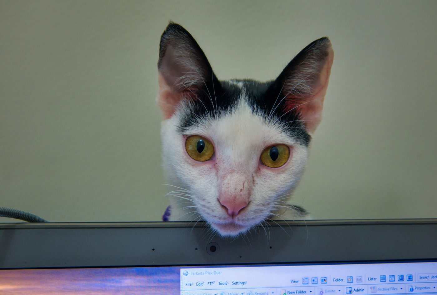 A confident cat settled comfortably across a laptop keyboard after approaching their person for attention.