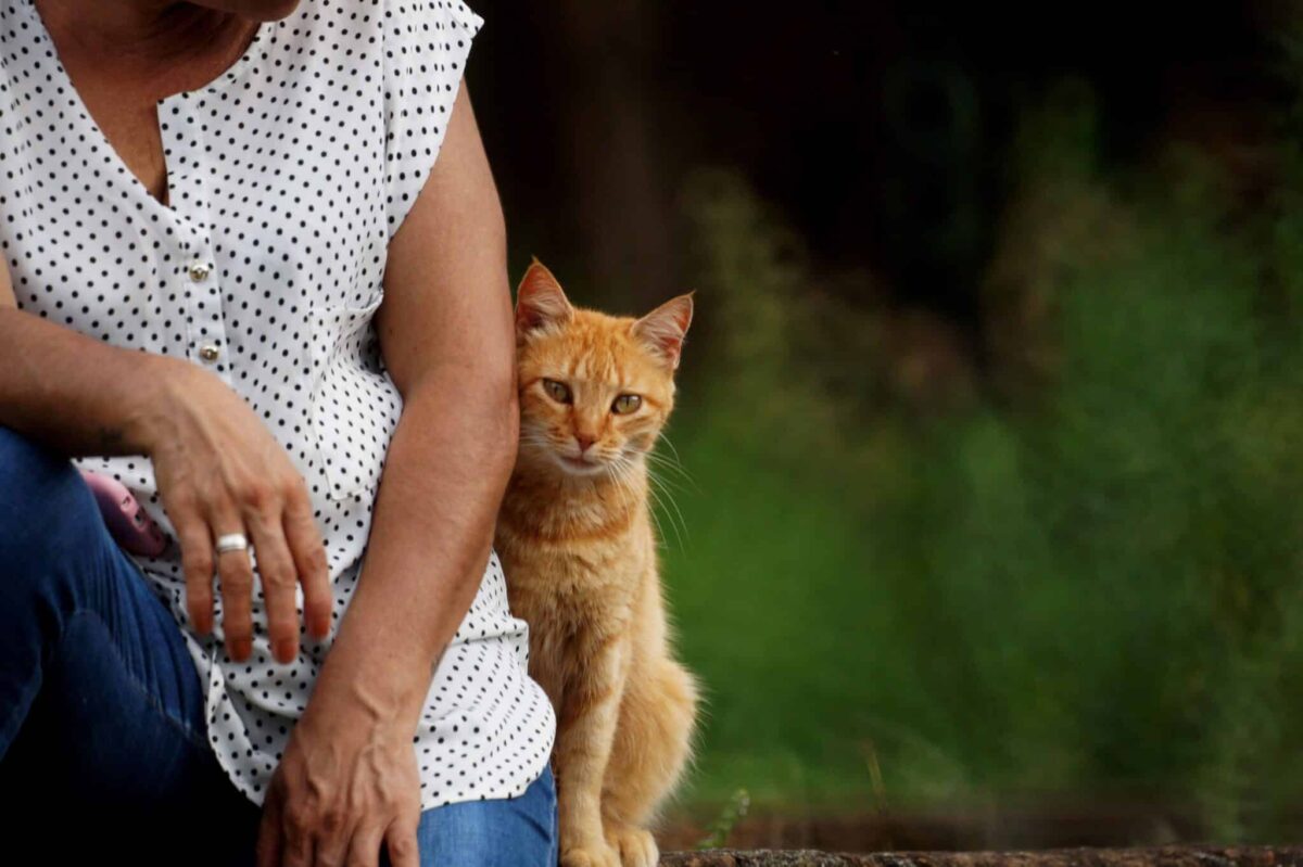 A relaxed cat sitting close to their human during a quiet moment of focused interaction.