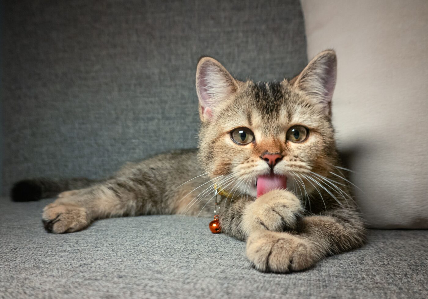 A content cat calmly grooming their front paw while resting in a familiar room.