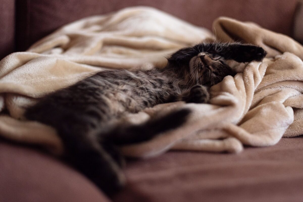 A satisfied cat sleeping soundly on a pile of clothes beside an unused cat bed.
