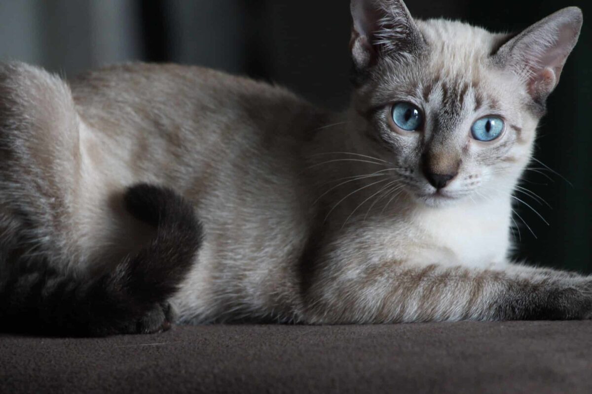 A curious Siamese Cat investigating an open box with bright blue eyes and an alert posture.