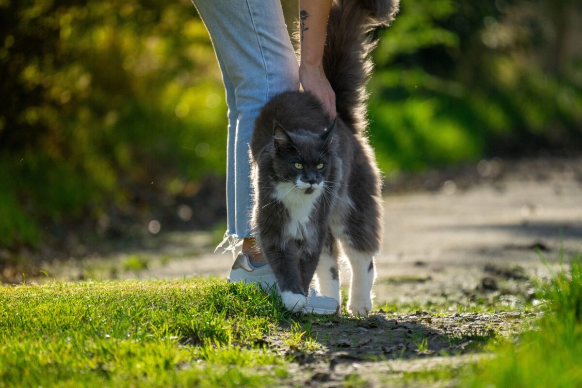 A Maine Coon Cat sitting prominently beside a family member with a calm, friendly expression.