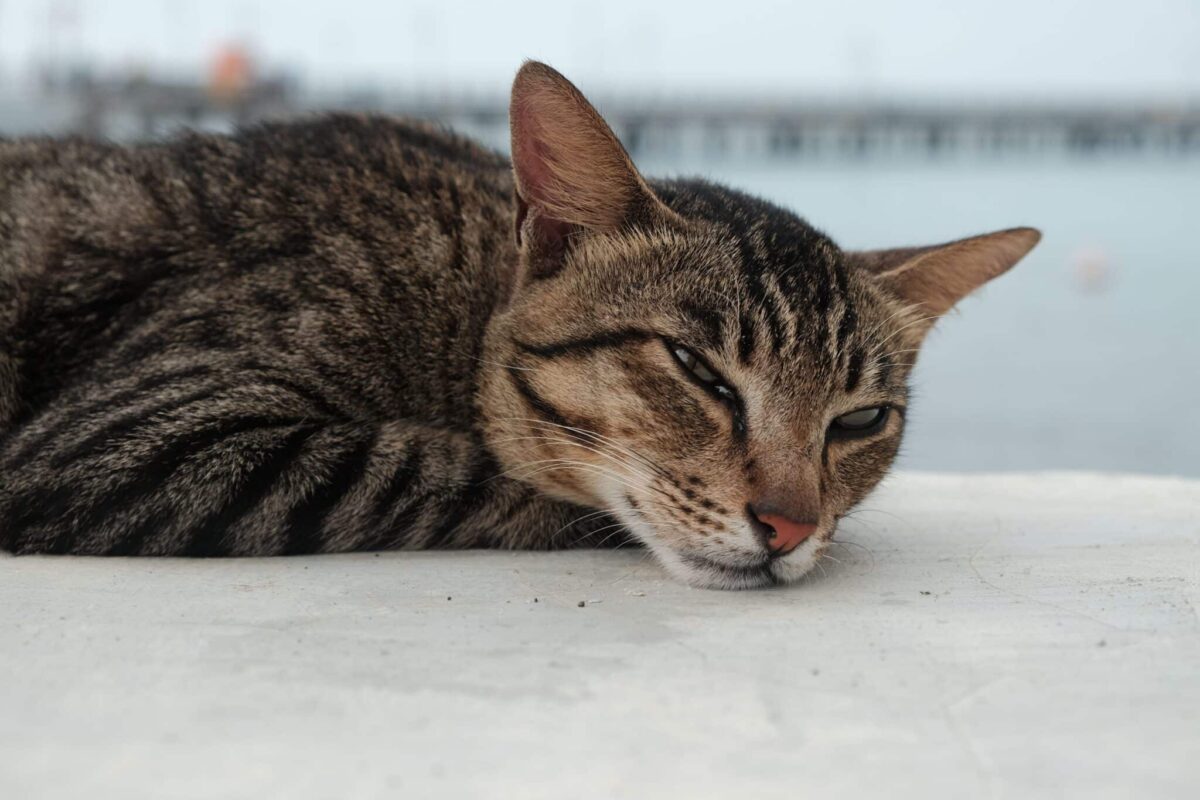 An independent cat resting a short distance from their human while offering a relaxed slow blink.