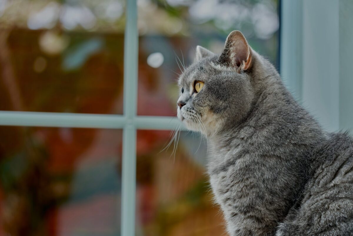 A focused cat staring intently toward an apparently empty corner of a quiet room.