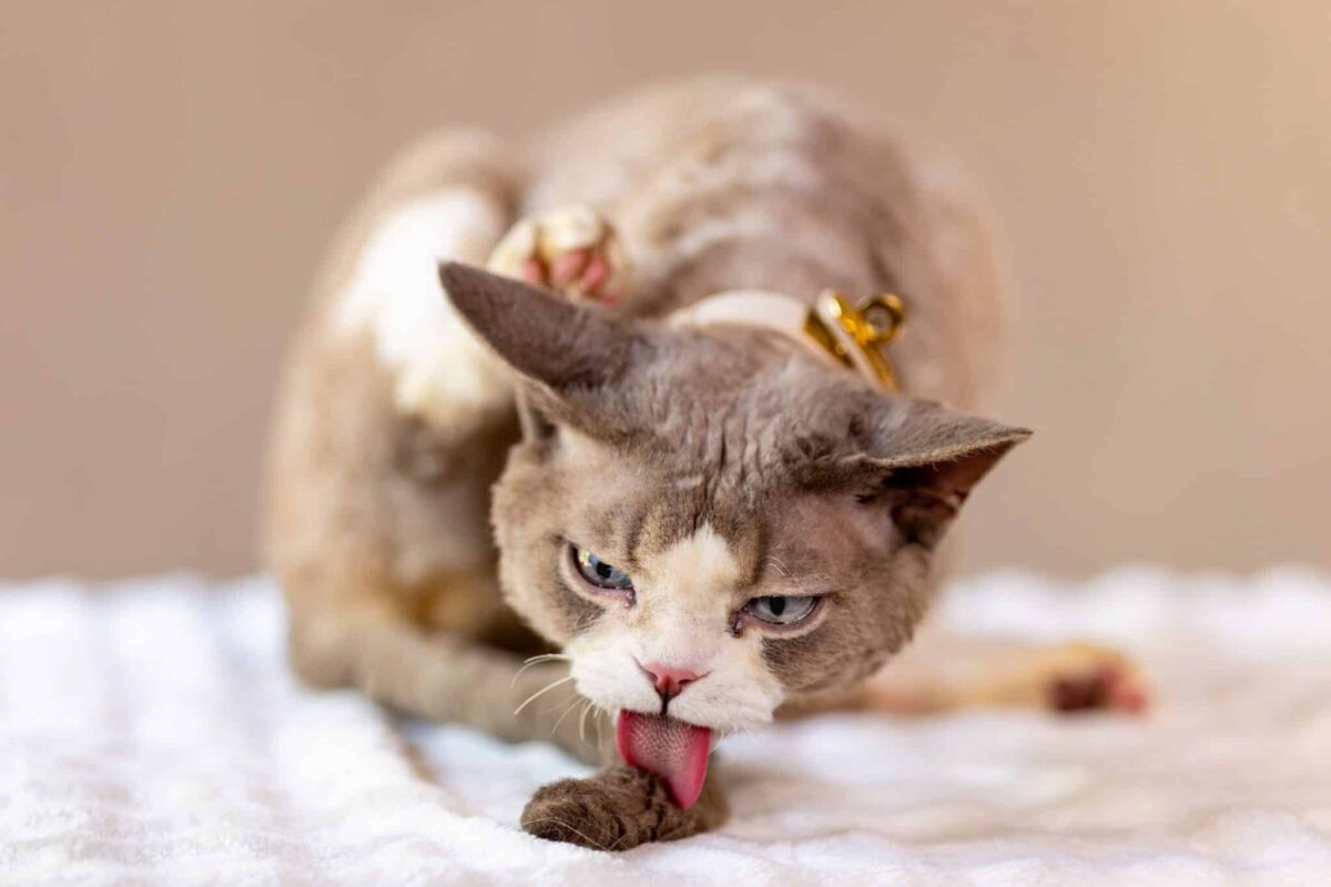 A comfortable cat calmly grooming their fur while remaining relaxed near their human.