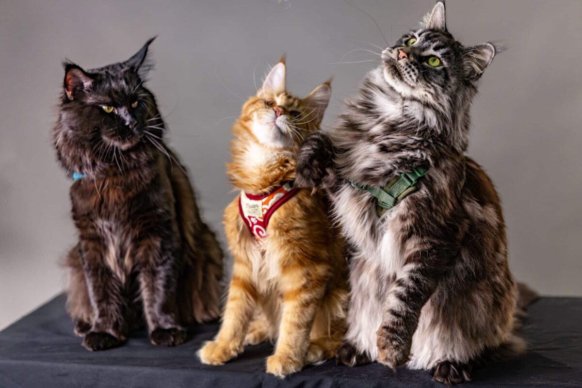 A friendly Maine Coon Cat sitting calmly near guests with relaxed and confident body language.