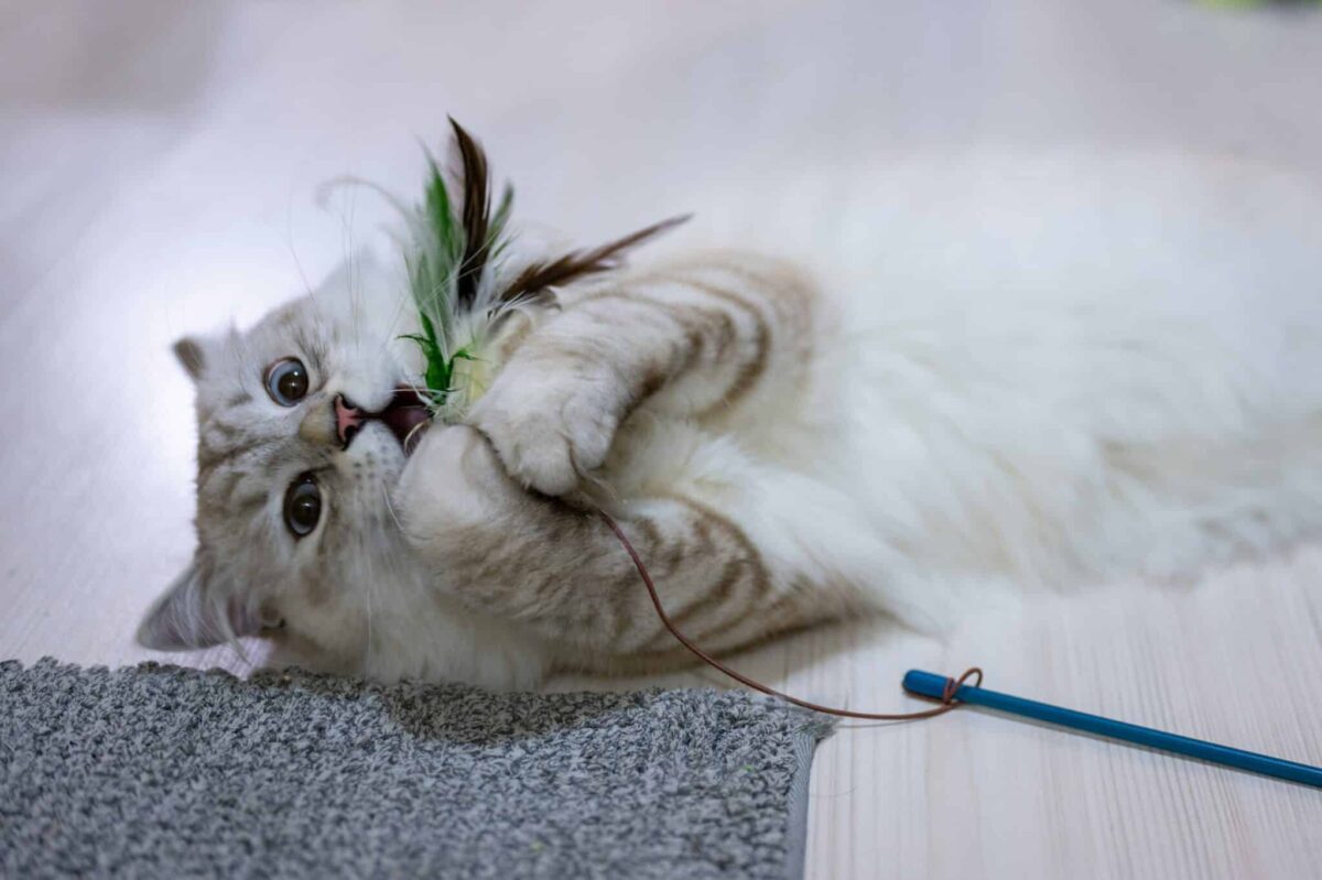 A confident cat standing beside a captured toy with an alert and satisfied posture.