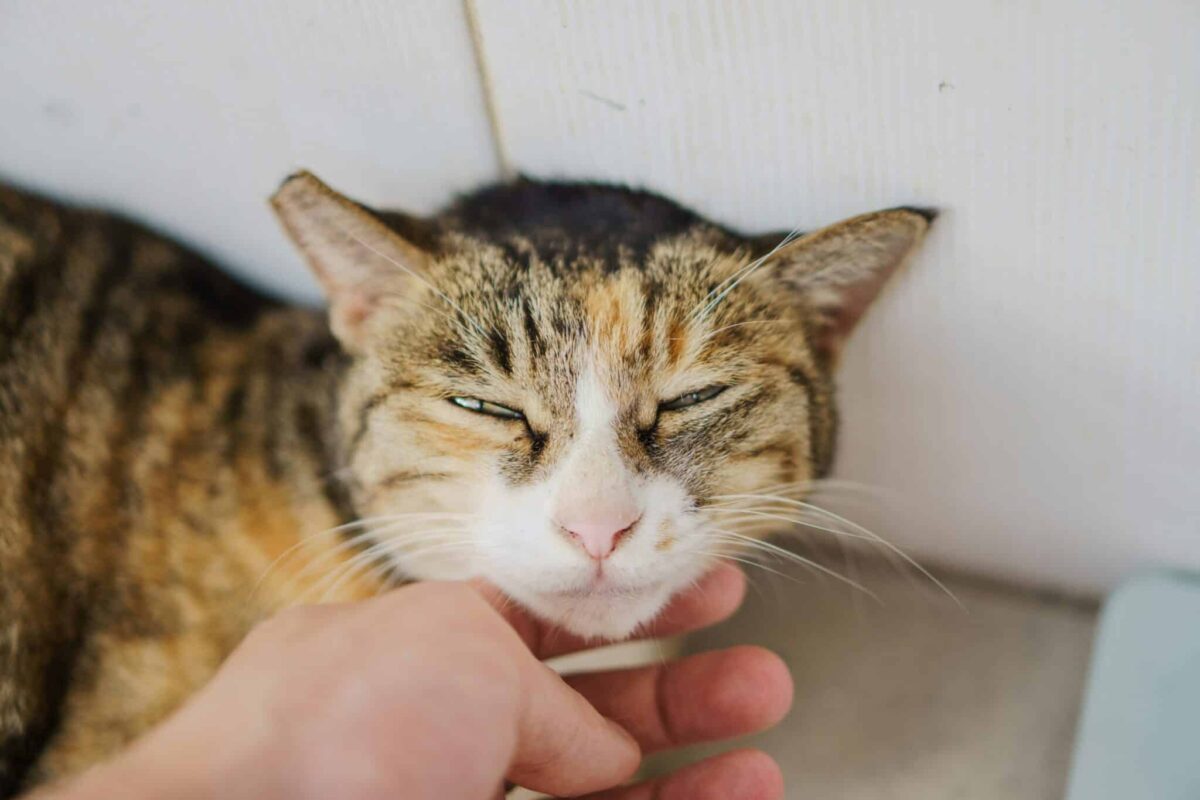A relaxed cat enjoying gentle scratches beneath the chin with softly closed eyes.