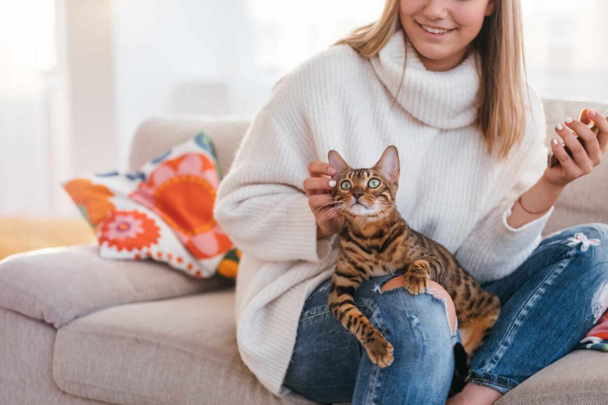 A Bengal Cat with a golden coat covered in bold rosettes, standing alertly with an athletic posture.