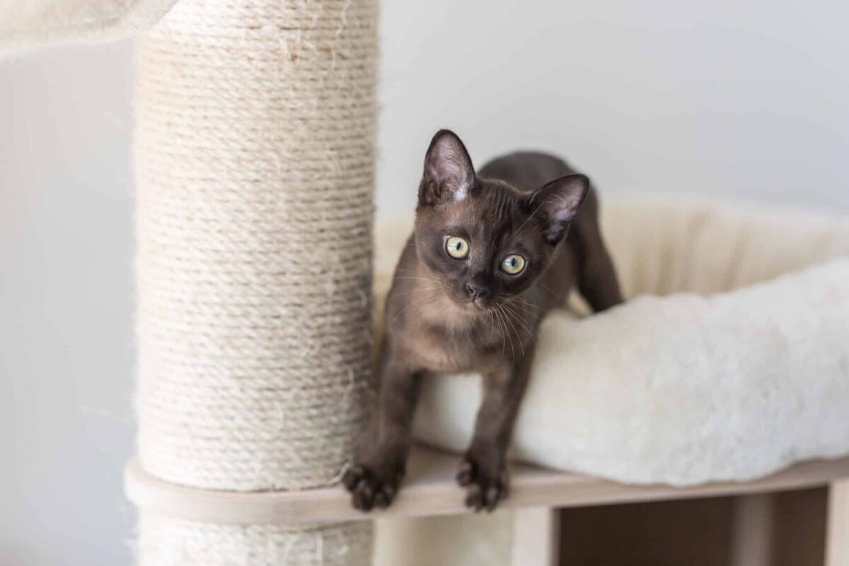 A Burmese Cat chasing a toy mouse across a living room floor.