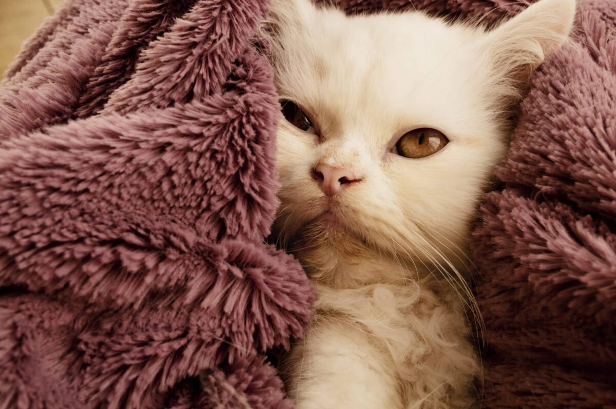 A Persian Cat resting peacefully beside their person on a plush bed with a long, fluffy coat.