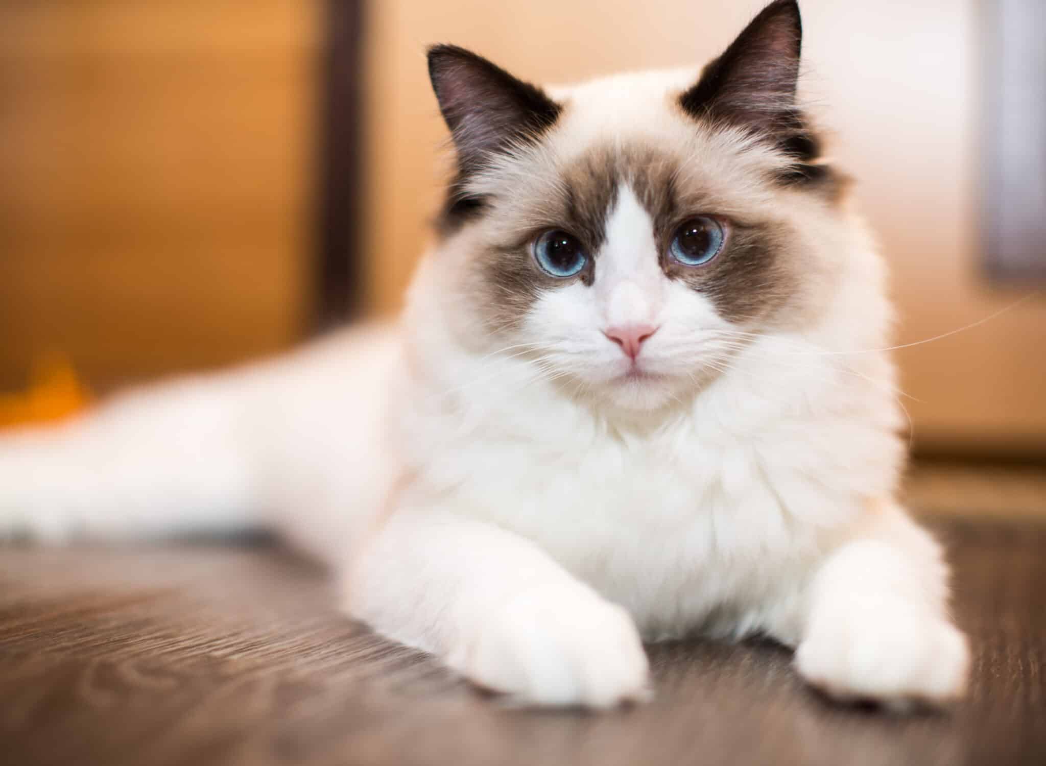 Fluffy Ragdoll cat with a long, silky coat.