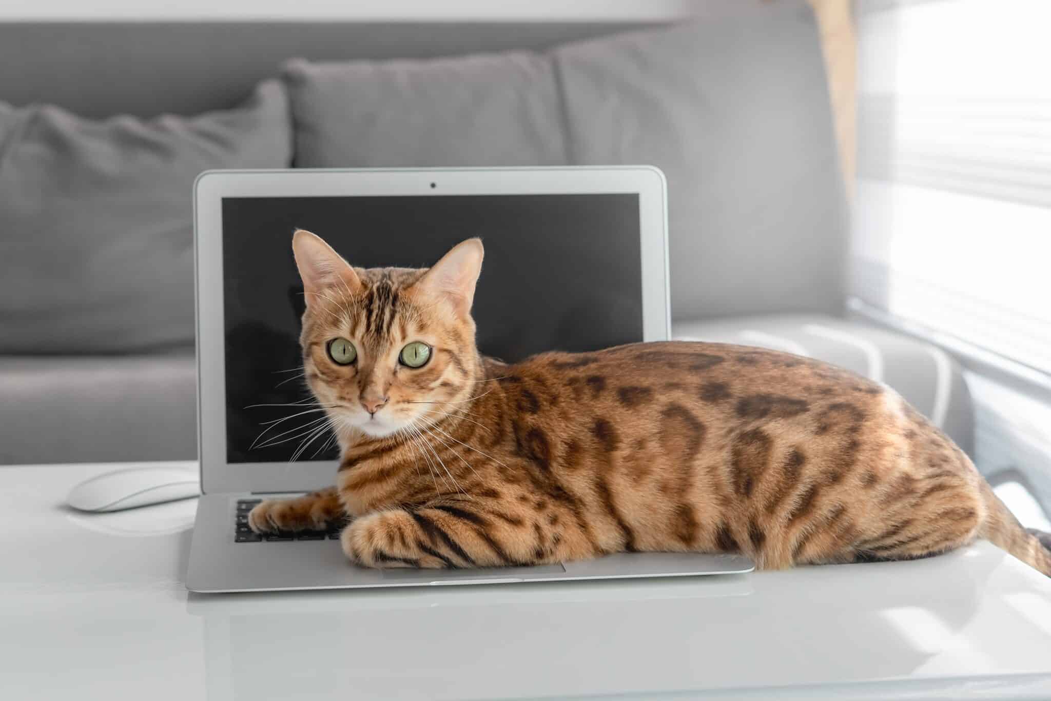 A Bengal Cat with a spotted coat standing on a tall cat tree and surveying the room.