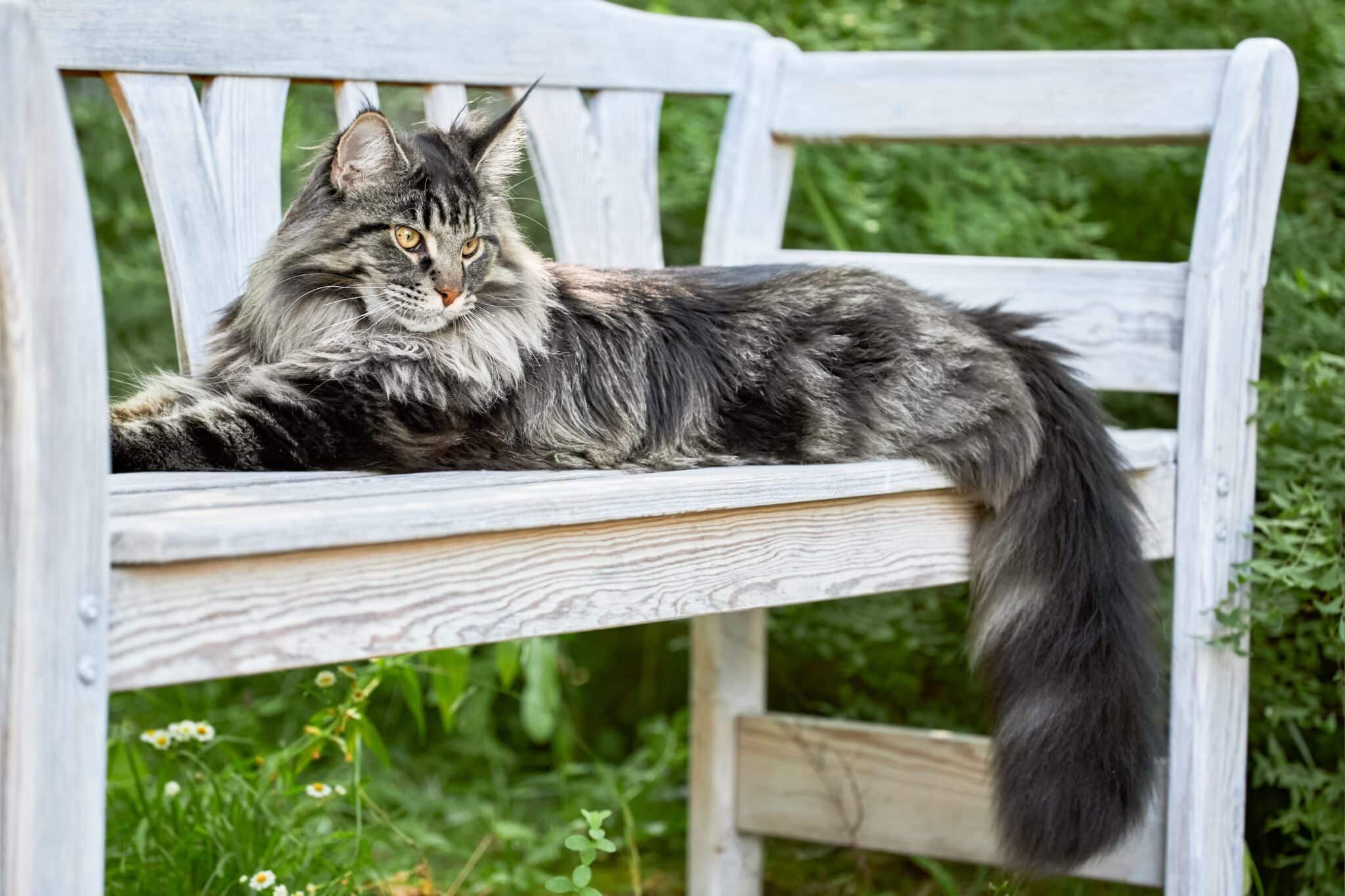 A large Maine Coon Cat stretched out on a bench with content look on their face