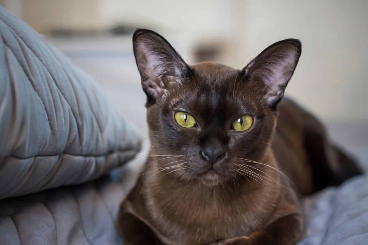 A Burmese Cat cuddling close to their person under a soft blanket on a cozy bed.